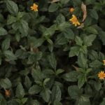 Transform your outdoor space with stunning Gardens with Pergola Ideas for a tranquil and inviting atmosphere