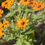 Ideas for Small Square Gardens Creative landscaping ideas for small square gardens to maximize space and beauty