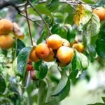 Creative and eco-friendly alternative gardening ideas for your backyard or balcony