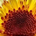 Home Gardening Ideas in Tamil Discover innovative home gardening ideas in Tamil to enhance your gardening skills