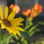 Spring Container Gardening Ideas Spruce up your outdoor space with these spring container gardening ideas for a colorful, blooming oasis