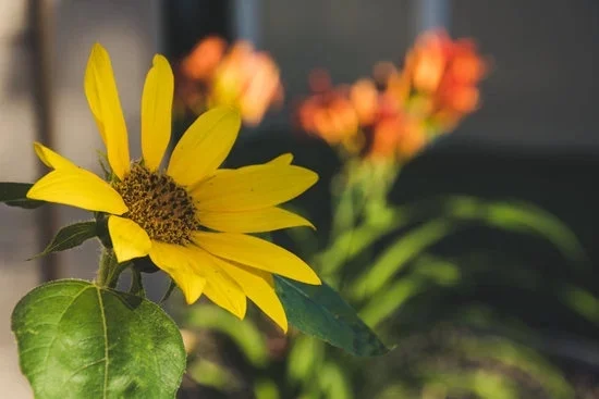 Spruce up your outdoor space with these spring container gardening ideas for a colorful, blooming oasis