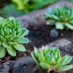 Beautiful Square Foot Gardening Idea Colorful Raised Bed Garden with Companion Planting for Small Spaces