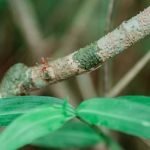 Arre Community Gardens a Good Idea Community garden at ARRE—bringing neighbors together to grow fresh produce in a sustainable, beautiful space