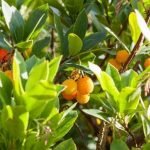 Beautiful blooming flowers to create a memorable outdoor oasis