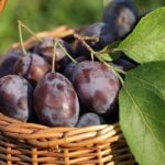 Terraced House Gardens Design Ideas innovative design ideas for maximizing space and aesthetics