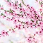 Side Yard Gardening Ideas Transforming narrow spaces with creative landscaping and vertical planters