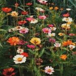 Gardener Christmas Gift Ideas Tools, Seeds, Books