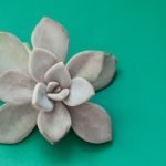 Above Ground Gardening for Handicap Ideas Above Ground Gardening for Handicap Ideas