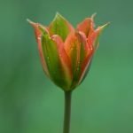 Apartment Gardens Ideas Small space solutions for urban gardening and plant lovers