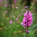 Privacy Screening Ideas for Gardens Beautiful plant-based barriers for creating a secluded outdoor space