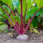 Compact Zen designs for urban spaces with calming water features and lush greenery