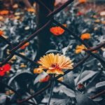 Stunning fall and winter gardening ideas to inspire your outdoor space - AMAZING IDEAS FALL WINTER GARDENING