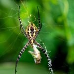 Creative layouts for tracking plant care, harvest schedules, and garden planning