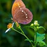 Ideas for Small Gardens No Grass Creative landscaping solutions for small gardens, no grass needed. Get inspired with these ideas