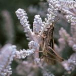 better homes and gardens christmas ideas 2021