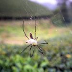 Best Chicken Coop and Gardening Ideas Explore the best chicken coop and gardening ideas for a fruitful backyard oasis