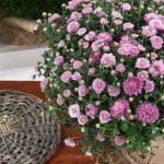 Beautifully decorated holiday ideas from Better Homes and Gardens for your home and garden