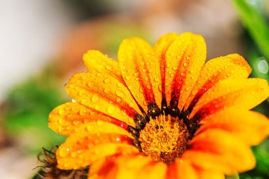 2 Diy Self-Watering Ideas While on Vacation Vegetable Gardenervegetable Gardener 1 Innovative Techniques for Carefree Plant Care