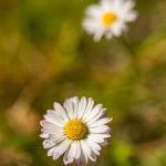 Azalea Garden Ideas for Small Gardens Beautiful Azalea Garden Inspiration for Cozy Small Spaces