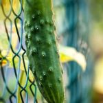 Low Maintenance Vegetable Gardening Ideas Easy gardening tips for low maintenance vegetable garden ideas