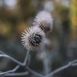 Better Homes and Gardens Decorating Ideas for Christmas Experience festive inspiration with Better Homes and Gardens decorating ideas for Christmas