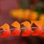 CONTEMPORARY IDEAS FOR SMALL GARDENS