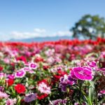 Stunning terrace gardens ideas for urban spaces featuring lush greenery and cozy seating areas