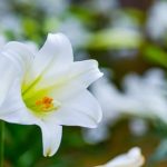 Ideas for container gardening flowers to beautify your space all year round