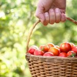 Container Gardening Ideas for Spring Vibrant flowers, herbs, and vegetables for small spaces