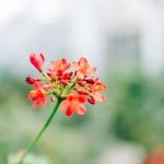 Gardening Ideas for Small Backyard Creative Gardening Ideas for Small Backyard Spaces