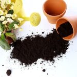 Hedging Ideas for Small Gardens HEDGING IDEAS FOR SMALL GARDENS