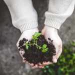 Landscaping and Gardening Ideas Bringing the Outdoors to Life