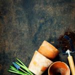 Woodland Garden Ideas for Small Gardens Transform small spaces with creative woodland garden ideas for small gardens