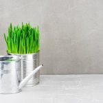 Ideas for Full Shade Gardens Ideal Plant Choices & Layouts