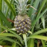 Vertical Gardening Ideas for Small Spaces Creative ways to maximize your limited garden area