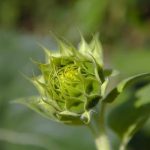 Creative and practical small home gardening ideas for maximizing space and productivity