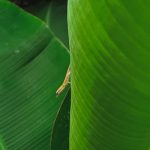 Explore inspiring garden ideas pictures for your outdoor space transformation