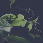 Gardening Landscaping Ideas Pictures Vibrant gardening landscaping ideas pictures showcasing beautiful outdoor designs for inspiration