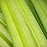 Gardening Idea Greenhouse sustainable methods for year-round growing in a controlled environment