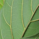 SLOPE IDEAS FOR GARDENS combining terracing, native plants, and retaining walls