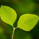 Maximizing Space and Style