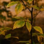 Container Gardening Ideas Florida Vibrant container gardening ideas for Florida landscapes, suitable for all levels of gardeners