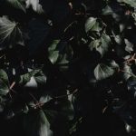 Explore creative box gardening backyard ideas for a beautiful outdoor space