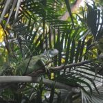 Small Vegetable Gardening Ideas Discover creative small vegetable gardening ideas for maximum yield in limited spaces