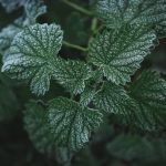 Planters, Tools, Seeds, and More