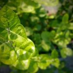 Woodland Gardens Ideas Discover charming woodlands, vibrant flora, and creative landscaping inspiration in our woodland gardens ideas collection