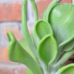 Ideas for Roses Gardens Beautiful rose garden design ideas featuring vibrant blooms and elegant landscaping