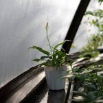 Vibrant Sims 4 built gardening ideas featuring unique plants and designs