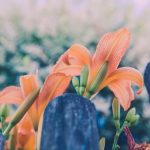 Gardening Ideas in Front of Church Transforming Outdoor Spaces with Nature's Beauty